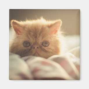 Sweet kitty stay warm magnet