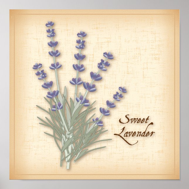 Sweet Lavender Herb and Flowers Poster (Front)
