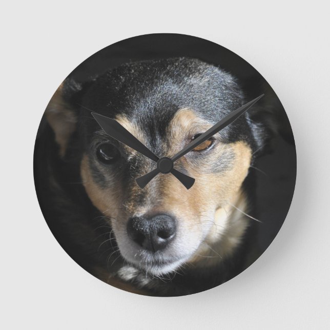 Sweet Little Dog Posing for the Camera Round Clock (Front)
