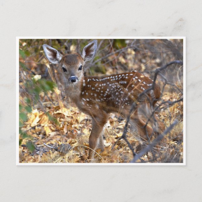 Sweet Little Fawn Deer in the Woods Photo Postcard (Front)