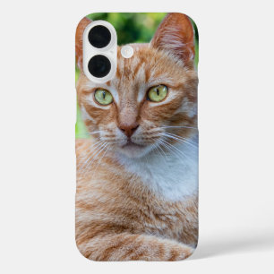 Sweet little kitty iPhone 16 case