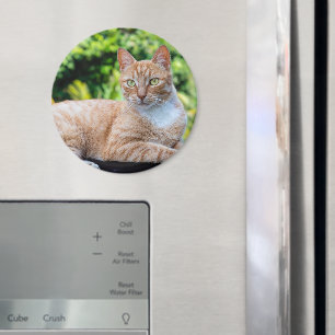 Sweet little kitty magnet