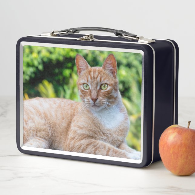 Sweet little kitty metal lunch box (In Situ)