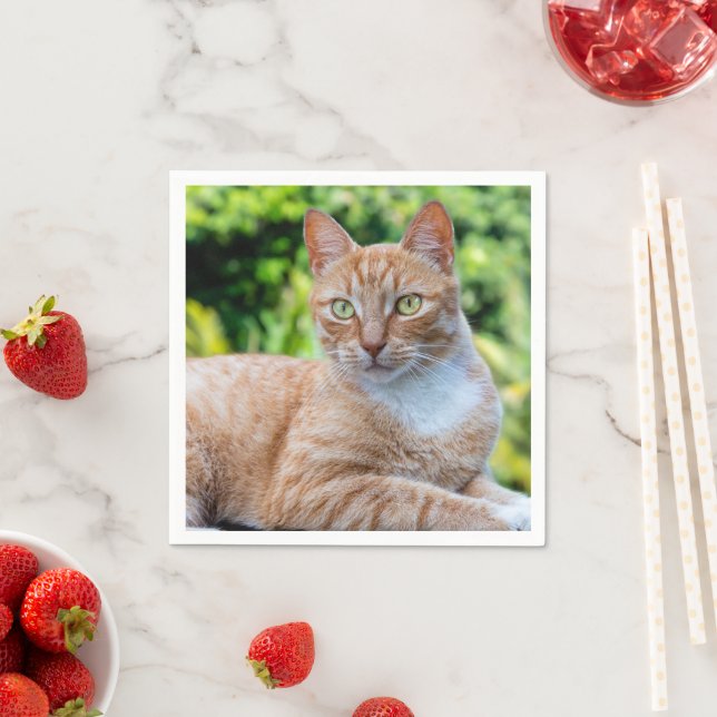 Sweet little kitty napkin (Insitu)