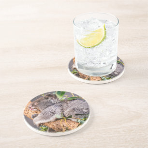 Sweet little koala coaster