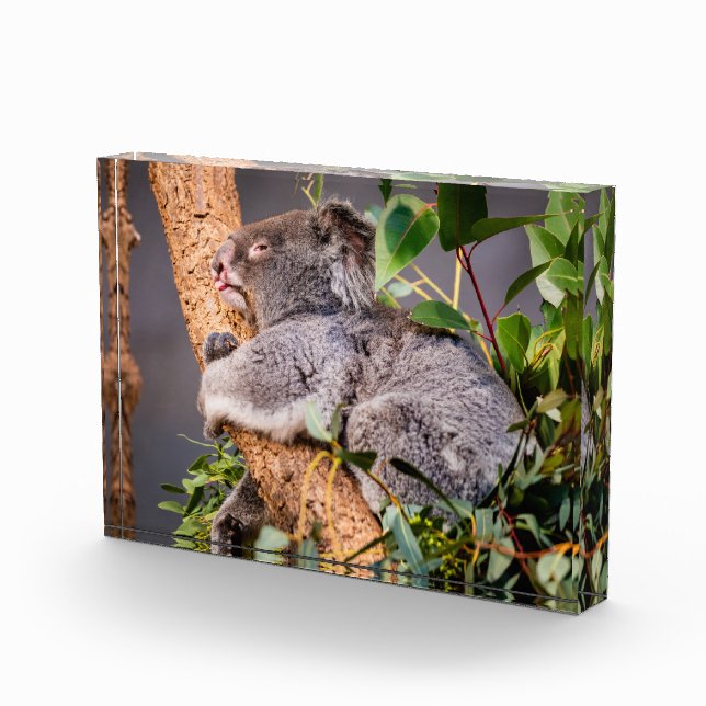 Sweet little koala photo block (Right)