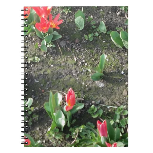 sweet little red spring flowers in the park notebook (Front)