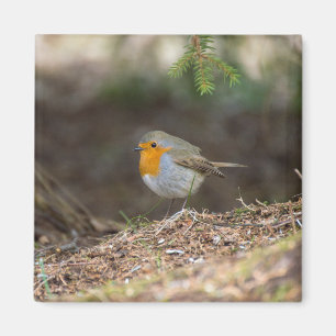Sweet little robin magnet