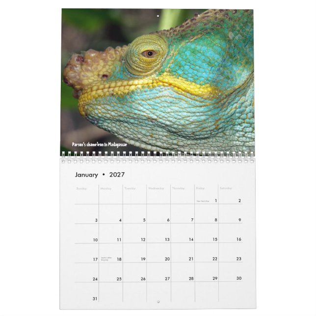 Sweet lizards calendar (Jan 2027)