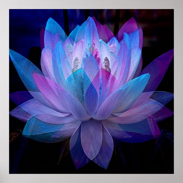 Sweet Lotus.... Poster (Front)