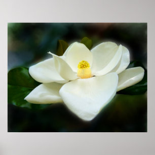 Sweet Magnolia Fine Art Prints