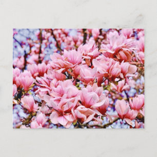 Sweet Magnolia - Spring is here Postcard