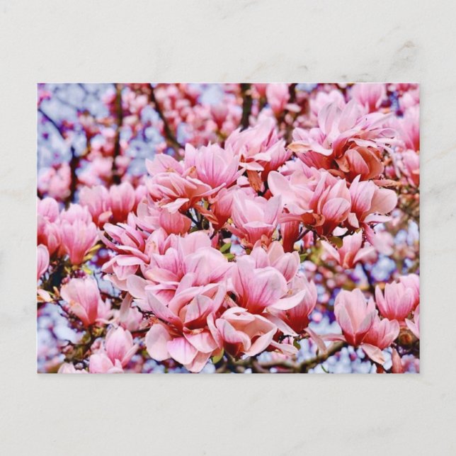 Sweet Magnolia - Spring is here Postcard (Front)