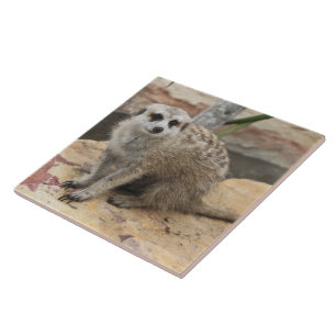 Sweet Meerkat Photo Tile