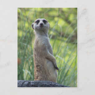 Sweet Meerkat Postcard