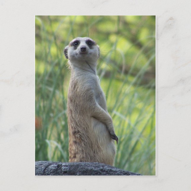 Sweet Meerkat Postcard (Front)