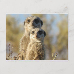 Sweet Meerkat Postcard