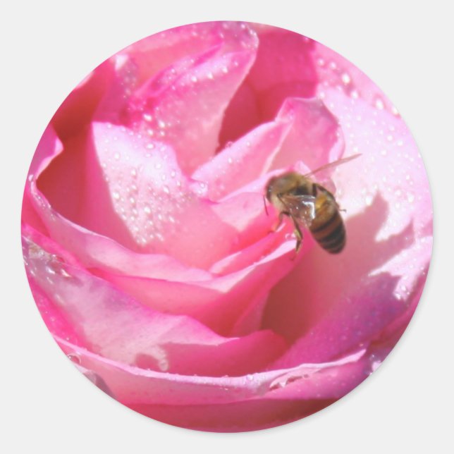 Sweet Nectar after a Light Rain Shower, Flower Bee Classic Round Sticker (Front)