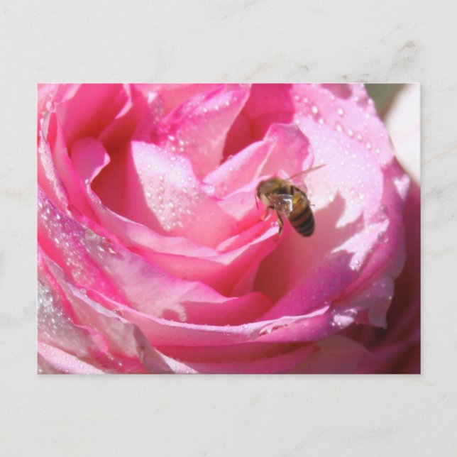 Sweet Nectar after a Light Rain Shower, Flower Bee Postcard (Front)