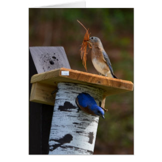 Sweet nesting bluebirds