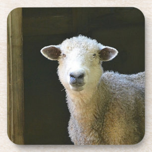 Sweet Ole Sheep Coaster