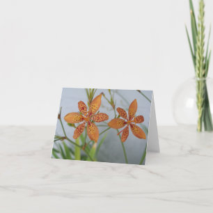 Sweet orange flowers with red spots card