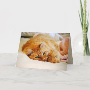 Sweet Orange Maine Coon Cat Card