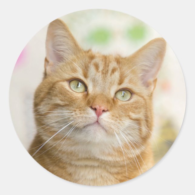 Sweet Orange Tabby Cat Classic Round Sticker (Front)