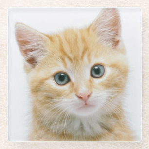 Sweet Orange Tabby Glass Coaster