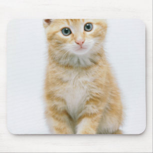 Sweet Orange Tabby Mouse Mat