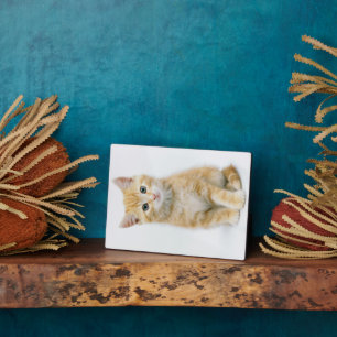 Sweet Orange Tabby Plaque