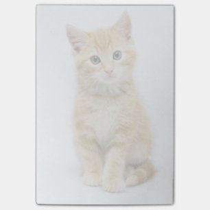 Sweet Orange Tabby Post-it Notes