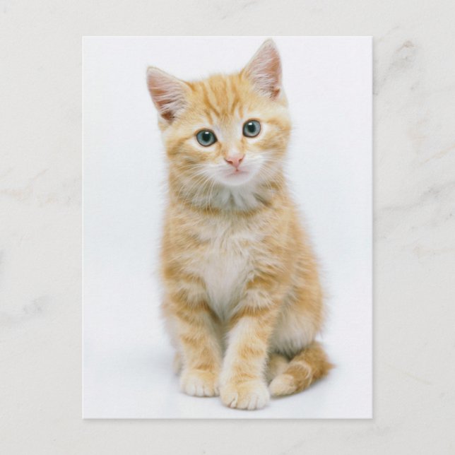 Sweet Orange Tabby Postcard (Front)