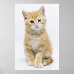 Sweet Orange Tabby Poster