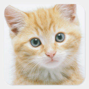 Sweet Orange Tabby Square Sticker