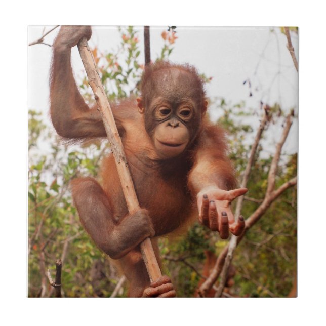 Sweet Orphan Orangutan Charity Tile (Front)
