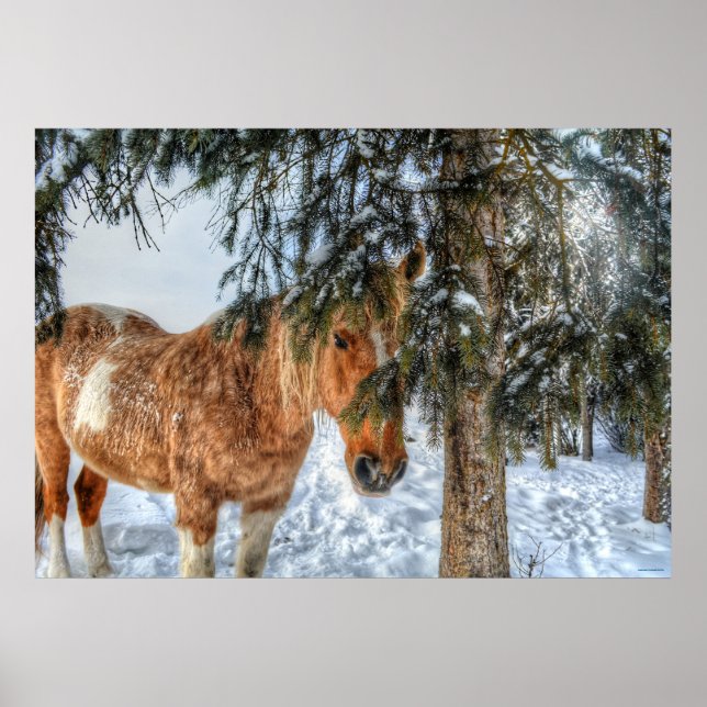Sweet Palomino Paint Horse Sheltering from Snow Poster (Front)