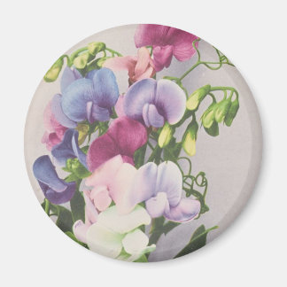 Sweet Pea 1907 Magnet