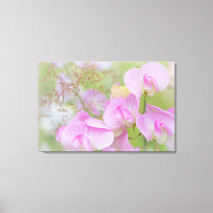 Sweet Pea Blossoms   Seabeck, WA Canvas Print