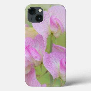 Sweet Pea Blossoms Seabeck, WA iPhone 13 Case