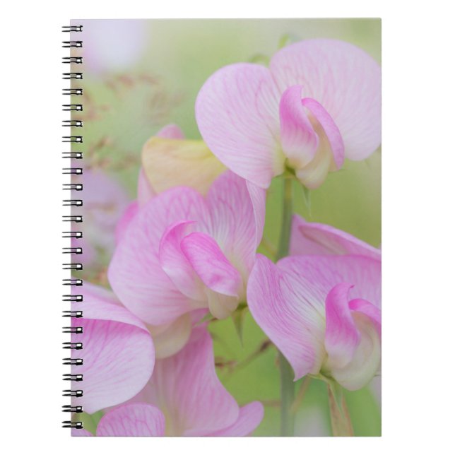 Sweet Pea Blossoms | Seabeck, WA Notebook (Front)