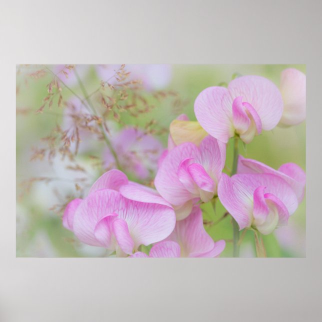 Sweet Pea Blossoms | Seabeck, WA Poster (Front)