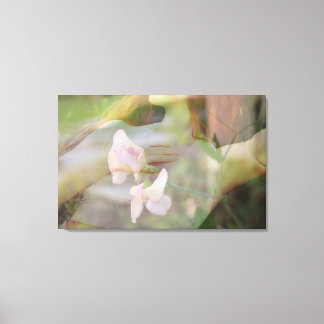 Sweet Pea Canvas Print 