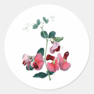Sweet Pea Classic Round Sticker