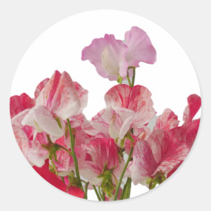 Sweet Pea Flowers Sticker