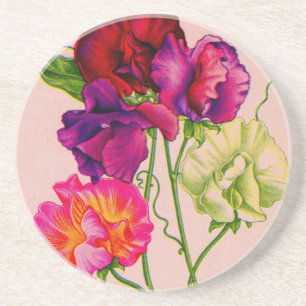 sweet pea in purple and pink coaster