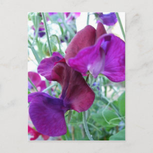 Sweet Pea Postcard