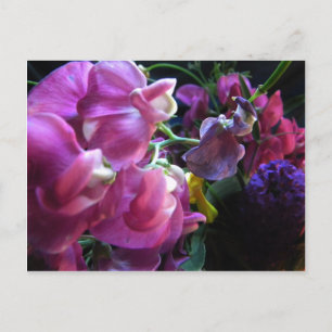 Sweet Pea Postcard