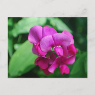 Sweet Pea Postcard