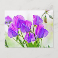 Sweet Pea